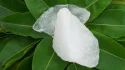 White ALUM Rock